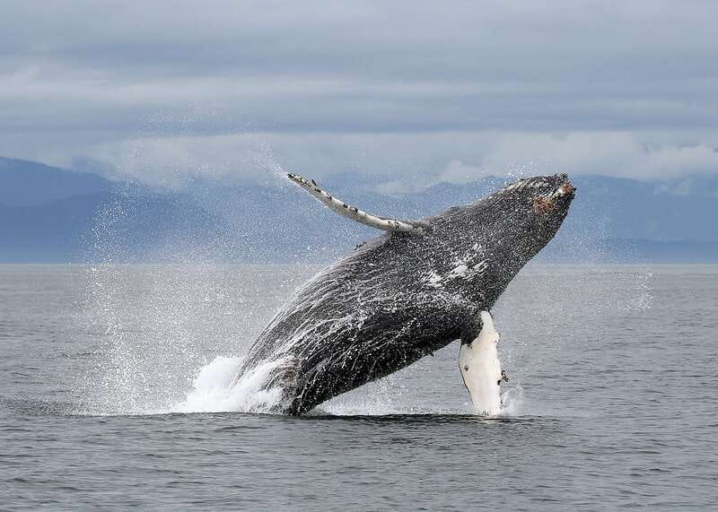 Victoria: Guided Wildlife-Watching Tour by Catamaran - Who will enjoy this most