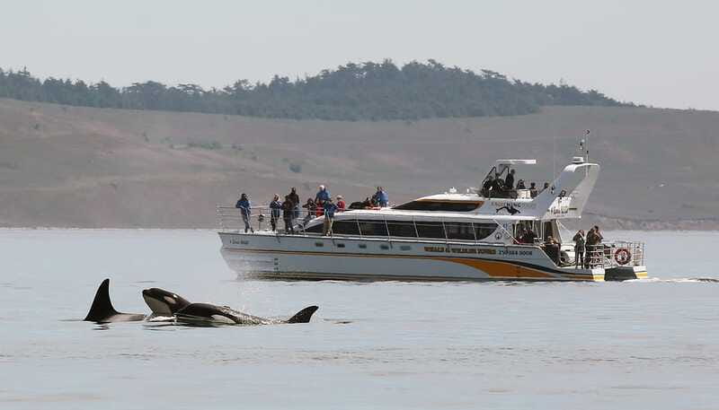 Victoria: Guided Wildlife-Watching Tour by Catamaran - Practical tips for a better outing