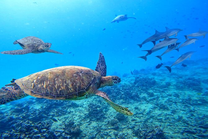 Waikiki Catamaran Escape: Snorkel with Turtles & Water Sports Fun - What the Crew Adds to the Experience