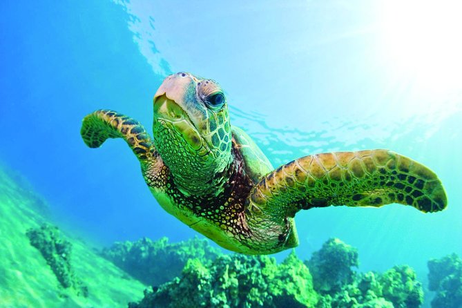 Waikiki Catamaran Snorkel Sail with Lunch: Turtles Guaranteed - Waikiki, Diamond Head, and the Ocean View Before Snorkeling