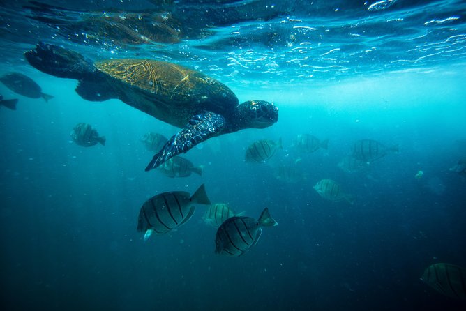 Waikiki Catamaran Snorkel Sail with Lunch: Turtles Guaranteed - How the Water Time Actually Feels