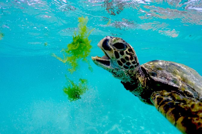 Waikiki Catamaran Snorkel Sail with Lunch: Turtles Guaranteed - Who Should Book This Waikiki Snorkel Sail?