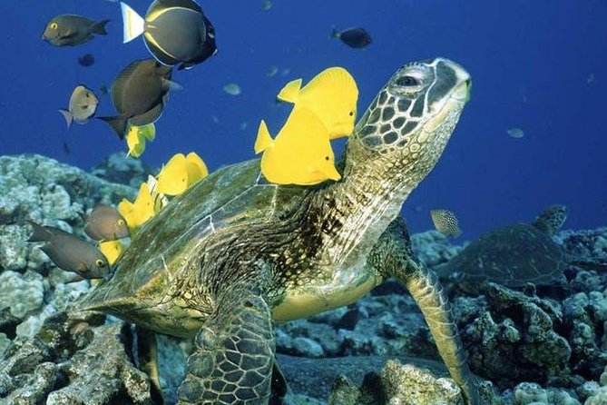 Waikiki Turtle Snorkel and Sail on Hawea Catamaran - Turtle Canyon gives this Waikiki trip its purpose