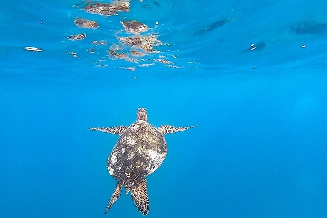 Waikiki Turtle Snorkel and Sail on Hawea Catamaran - Morning or afternoon: choosing the better departure