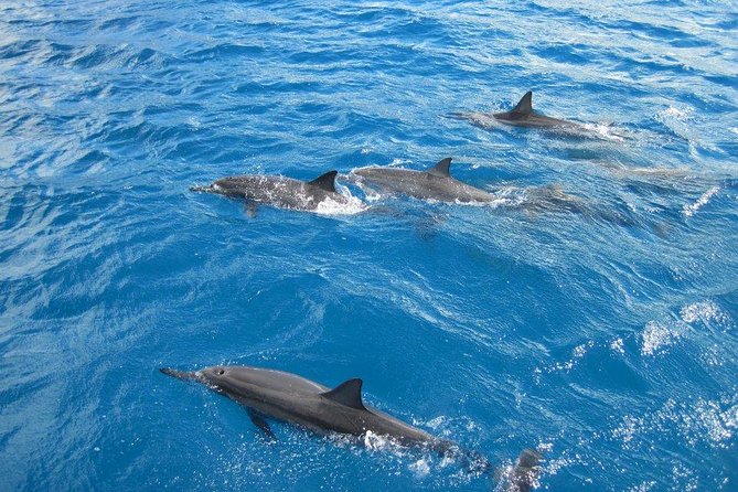 Waikoloa Catamaran Snorkel Sail Including Lunch - Key points to know before you book