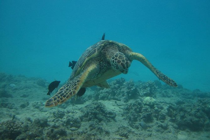 Waikoloa Catamaran Snorkel Sail Including Lunch - The Spirit of Aloha and the ride north