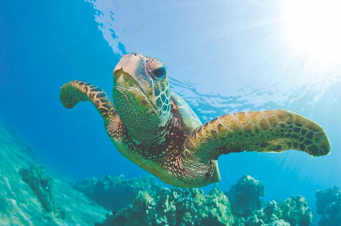 Waikoloa Turtle Catamaran Snorkel Sail - Is $149 a fair price?