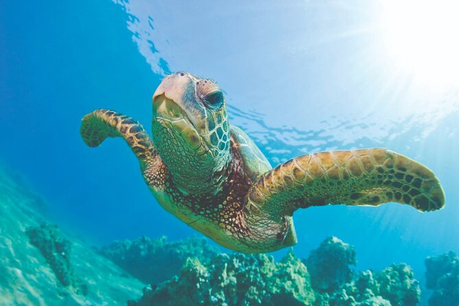 Waikoloa Turtle Catamaran Snorkel Sail - Snorkeling for turtles and reef fish