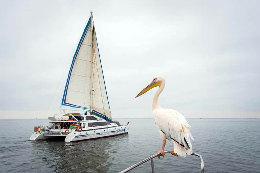 Walvis Bay: Marine Big 5 Luxury Catamaran Tour - Key things to know before you book