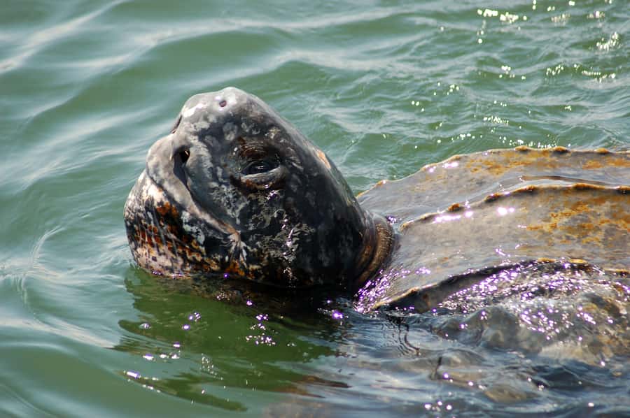 Walvis Bay: Marine Big 5 Luxury Catamaran Tour - Searching for dolphins in open water