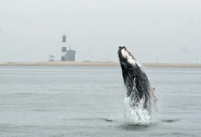Walvis Bay: Marine Big 5 Luxury Catamaran Tour