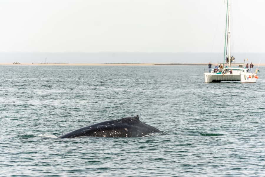 Walvis Bay: Marine Big 5 Luxury Catamaran Tour - Ships, oil rigs and the wider bay
