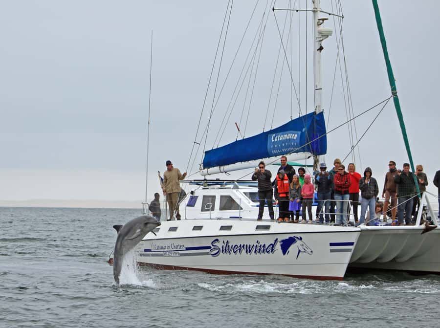 Walvis Bay: Marine Big 5 Luxury Catamaran Tour - Lunch at sea, with oysters and sparkling wine