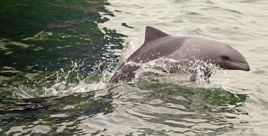 Walvis Bay: Marine Big 5 Luxury Catamaran Tour - Who will enjoy this cruise most