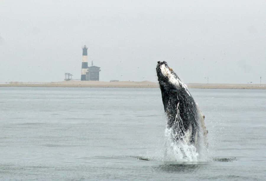 Walvis Bay: Marine Big 5 Luxury Catamaran Tour - From oyster farms to Pelican Point