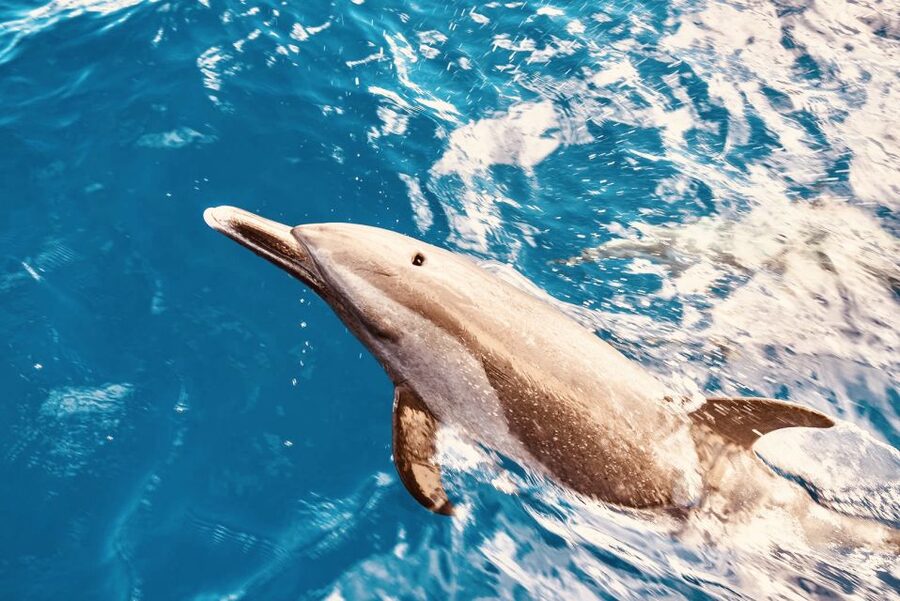 West O'ahu: Dolphin Watching and Snorkeling Catamaran Cruise - Boarding a 42-passenger catamaran