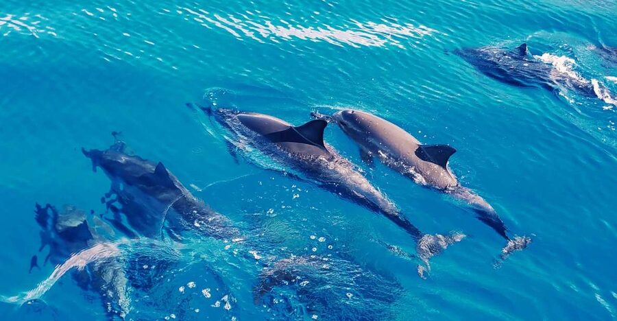 West O'ahu: Swim with Dolphins Catamaran Cruise - Why West O’ahu is the right setting for this cruise