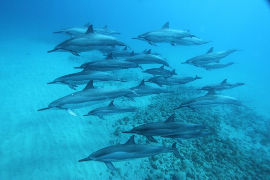 West O'ahu: Swim with Dolphins Catamaran Cruise - Starting before breakfast in Waikiki