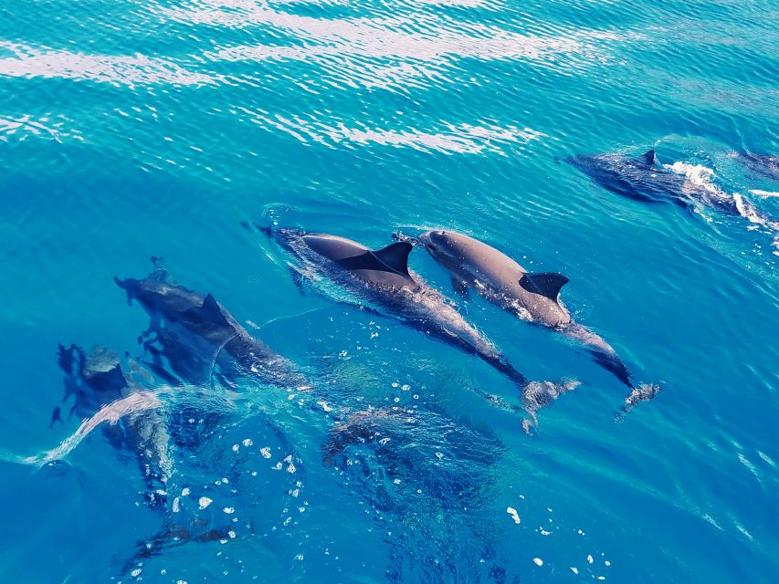 West O'ahu: Swim with Dolphins Catamaran Cruise - Winter whale watching and rare sightings