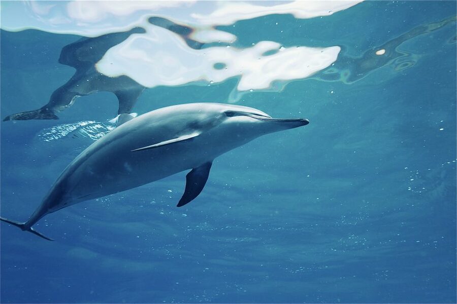 West O'ahu: Swim with Dolphins Catamaran Cruise - Should you book it?