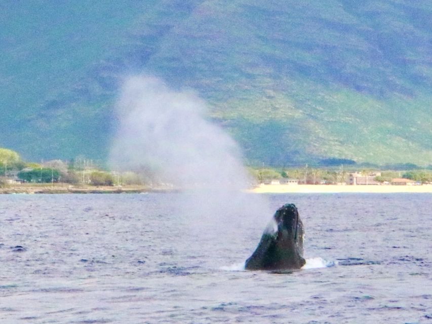 West O'ahu: Swim with Dolphins Catamaran Cruise - Boarding the 40-person catamaran