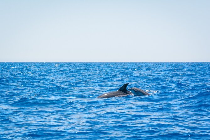 Whale & Dolphin Observation on Silent Catamaran with Hydrophone - Leaving Puerto Calero on a quiet catamaran