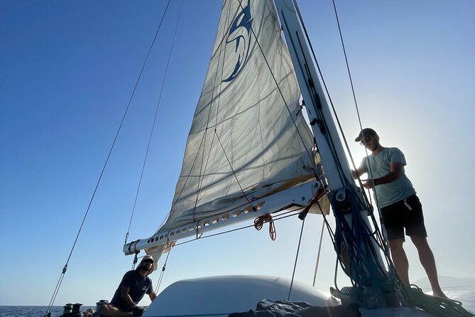 Whale & Dolphin Observation on Silent Catamaran with Hydrophone - My practical booking advice