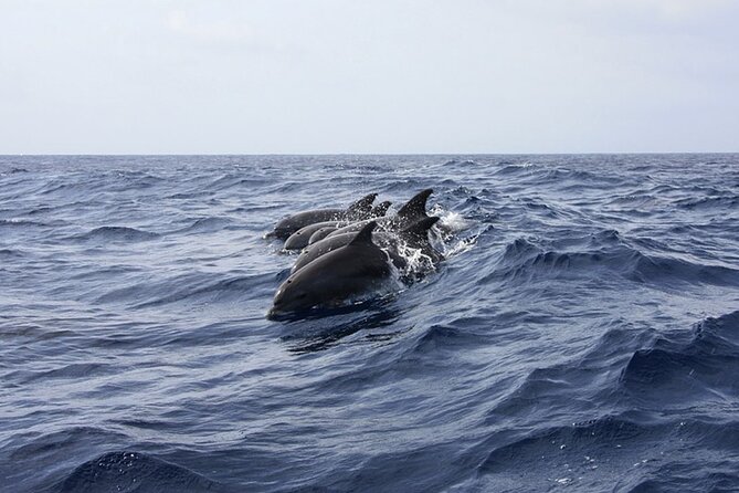 Whale & Dolphin Watching in Tenerife (Puerto Colon) On a Large Catamaran - Searching for whales and dolphins near Tenerife