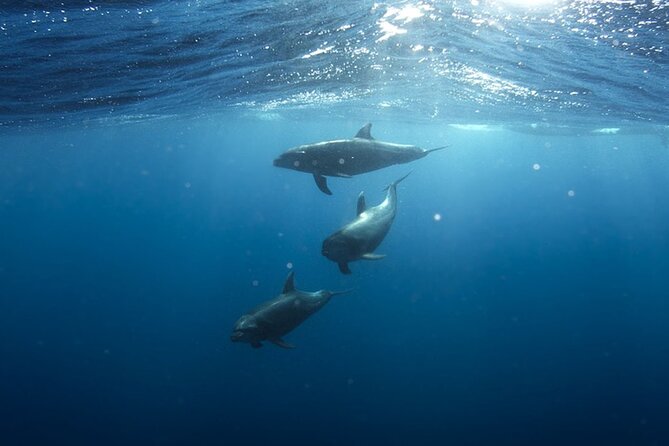 Whale & Dolphin Watching in Tenerife (Puerto Colon) On a Large Catamaran - What a large catamaran means in practice