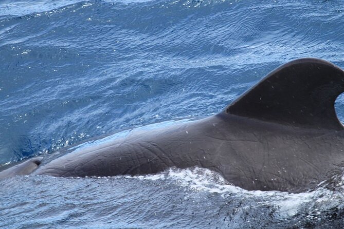 Whale & Dolphin Watching in Tenerife (Puerto Colon) On a Large Catamaran - Timing, meeting point, and practical planning