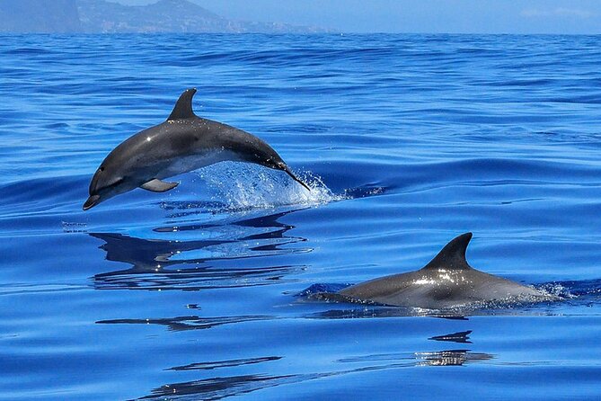 Whale & Dolphin Watching in Tenerife (Puerto Colon) On a Large Catamaran - How to make the most of the three hours