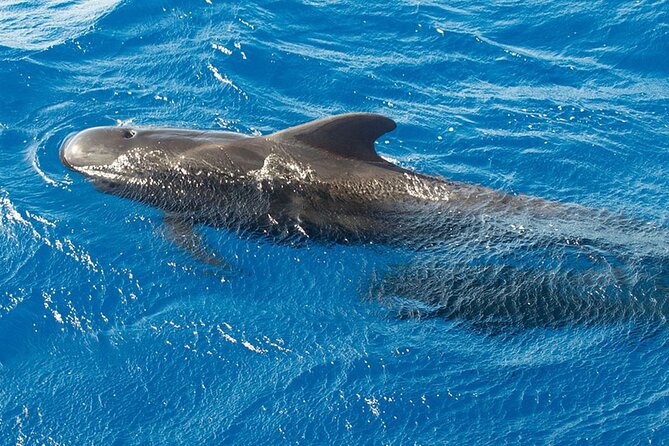 Whale & Dolphin Watching in Tenerife (Puerto Colon) On a Large Catamaran - Should you book this Puerto Colón catamaran?