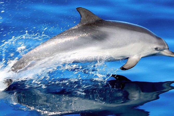 Whale & Dolphin Watching With Mustcat Virgin Coast Trip On a Large Catamaran - Key points at a glance