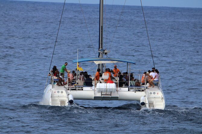 Whale & Dolphin Watching With Mustcat Virgin Coast Trip On a Large Catamaran - A whale search with a swim stop built in