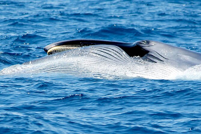 Whale & Dolphin Watching With Mustcat Virgin Coast Trip On a Large Catamaran - Food and an open bar for the ride home