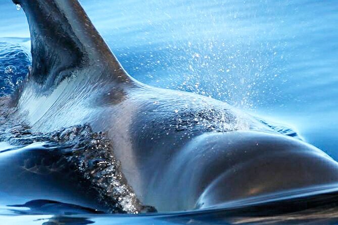 Whale & Dolphin Watching With Mustcat Virgin Coast Trip On a Large Catamaran - Timing, booking, and weather concerns