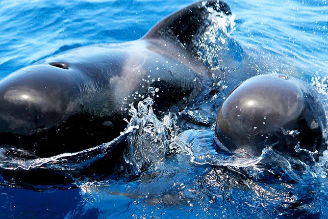 Whale & Dolphin Watching With Mustcat Virgin Coast Trip On a Large Catamaran - Who will get the most from this catamaran trip?