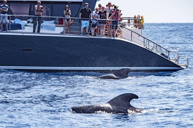 Whale Watching Catamaran in Costa Adeje (Including drinks & Sandwich) - Key points to know before you book