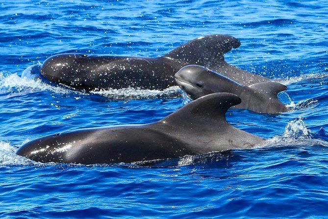 Whale Watching Catamaran in Costa Adeje (Including drinks & Sandwich) - Setting off from Costa Adeje at 10:00