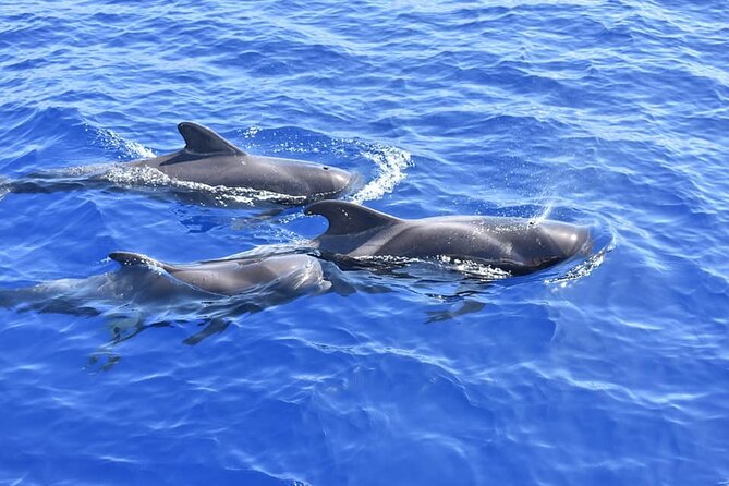 Whale Watching Catamaran in Costa Adeje (Including drinks & Sandwich) - Sandwiches, drinks, and the optional swim