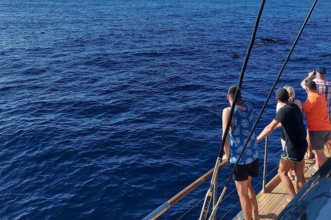 Whale Watching Catamaran in Costa Adeje (Including drinks & Sandwich) - What a 160-person catamaran feels like