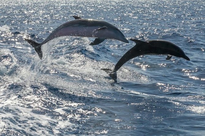 Whale Watching Catamaran to Los Gigantes & Masca (Including drinks & warm lunch) - Watching for pilot whales and dolphins