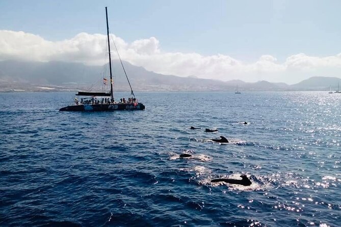 Whale Watching Catamaran to Los Gigantes & Masca (Including drinks & warm lunch) - Lunch, beer, and the open bar