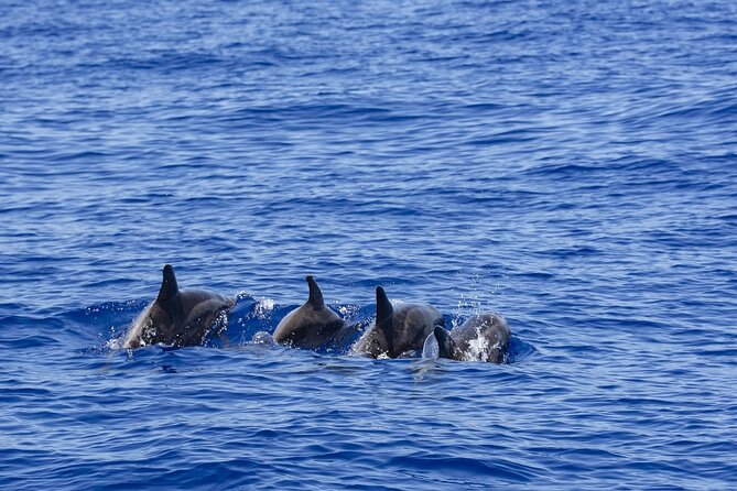 Whale Watching in Trincomalee by Catamaran cruise - What whale and dolphin watching is really like