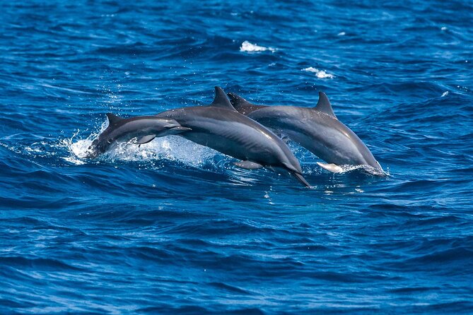 Whale Watching in Trincomalee by Catamaran cruise - Back Bay near Koneswaram temple