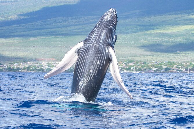 Whale Watching Tour on a Charming Hawaiian Catamaran From Maalaea - Why Maalaea Is a Smart Starting Point