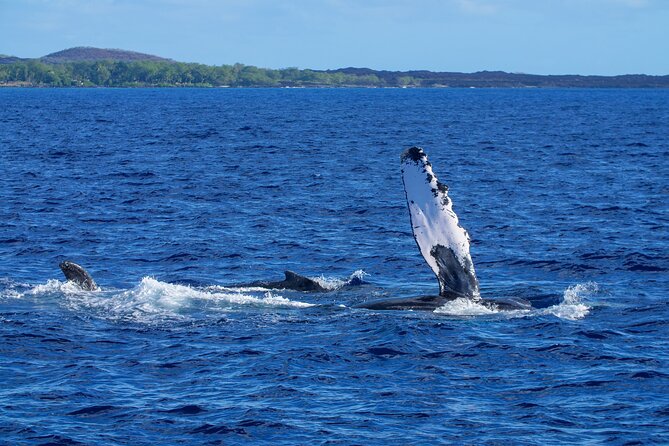 Whale Watching Tour on a Charming Hawaiian Catamaran From Maalaea - Hearing Whale Songs Through the Hydrophone
