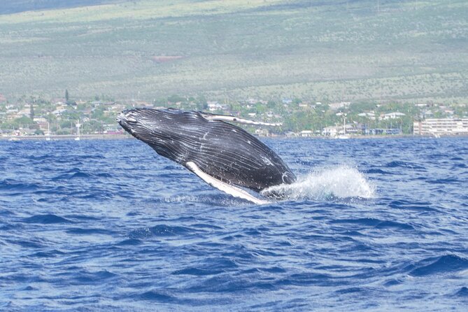 Whale Watching Tour on a Charming Hawaiian Catamaran From Maalaea - The Views Beyond the Whales