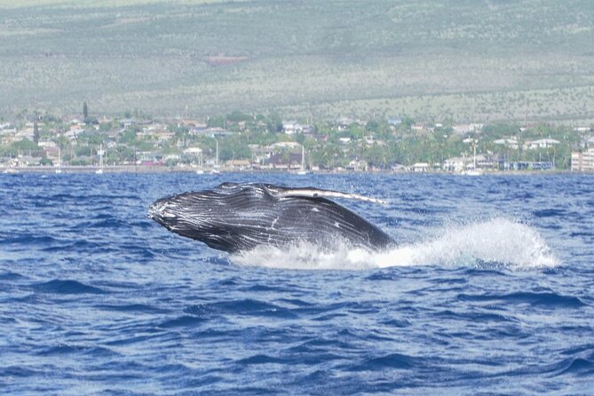 Whale Watching Tour on a Charming Hawaiian Catamaran From Maalaea - Is the $85 Price Good Value?