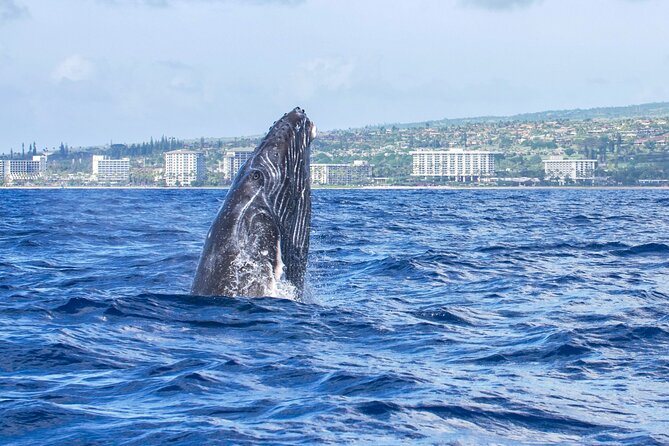 Whale Watching Tour on a Charming Hawaiian Catamaran From Maalaea - Booking Timing and Weather Plans